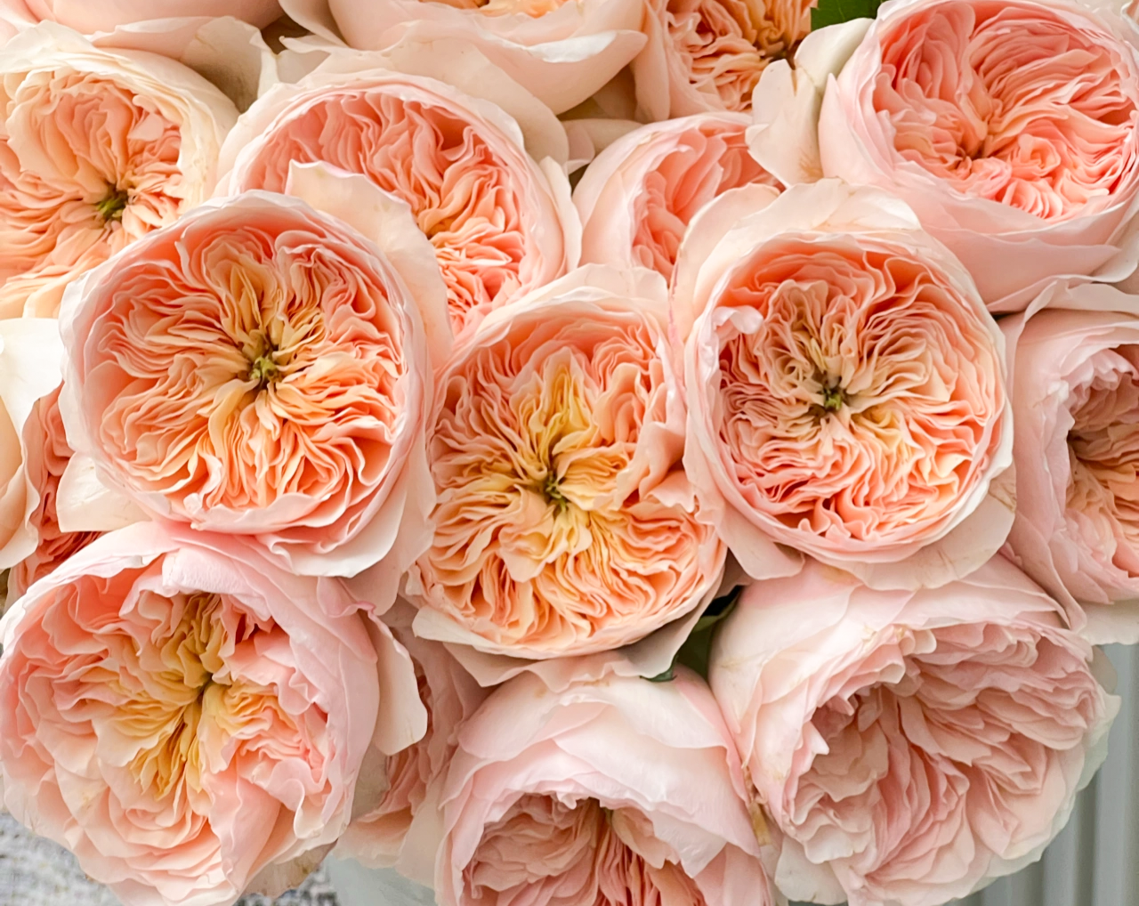 Bring Wedding-Grade Roses Home: A Guide to Growing David Austin Juliet & Miranda Bushes