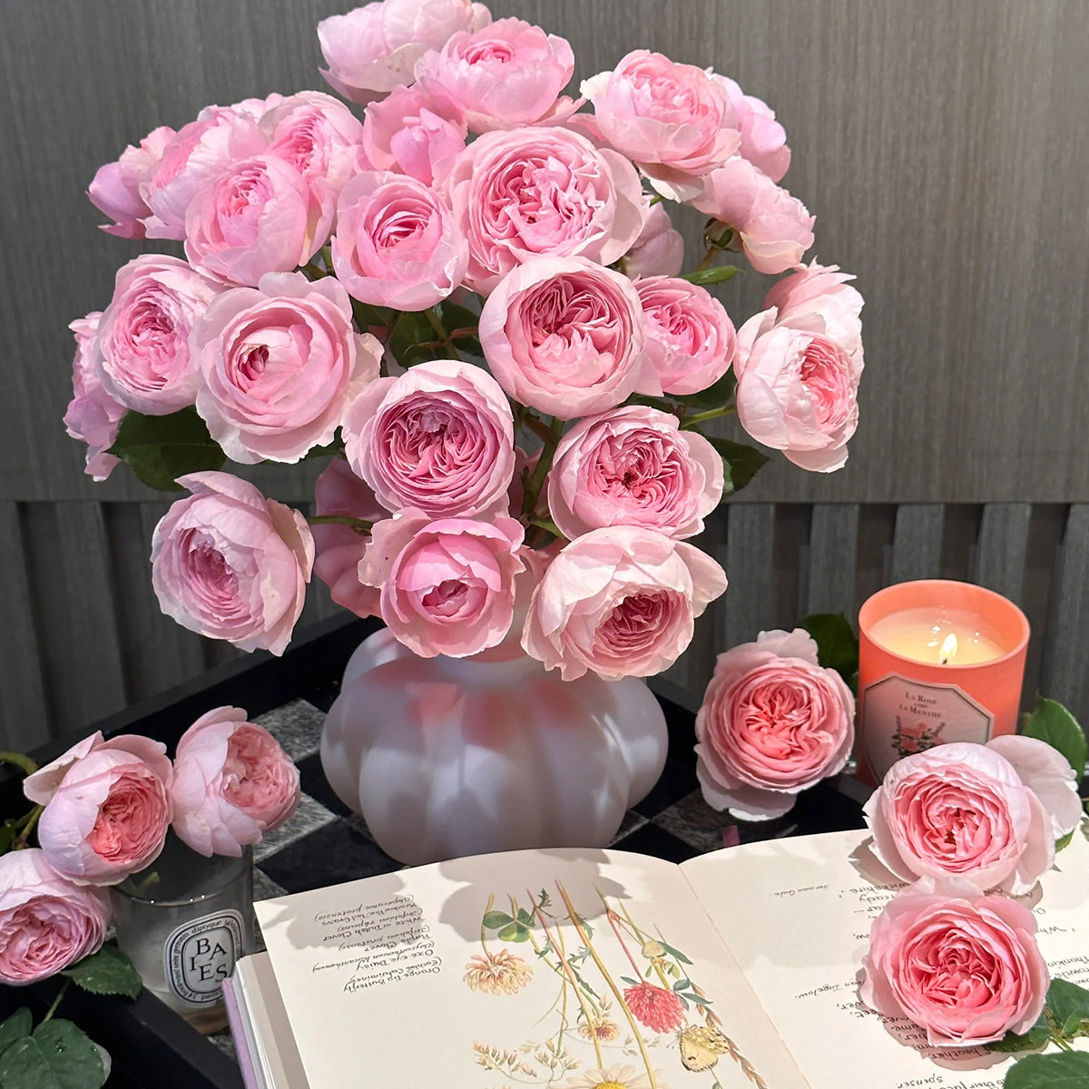 Pink rose plant collection for outdoor gardening