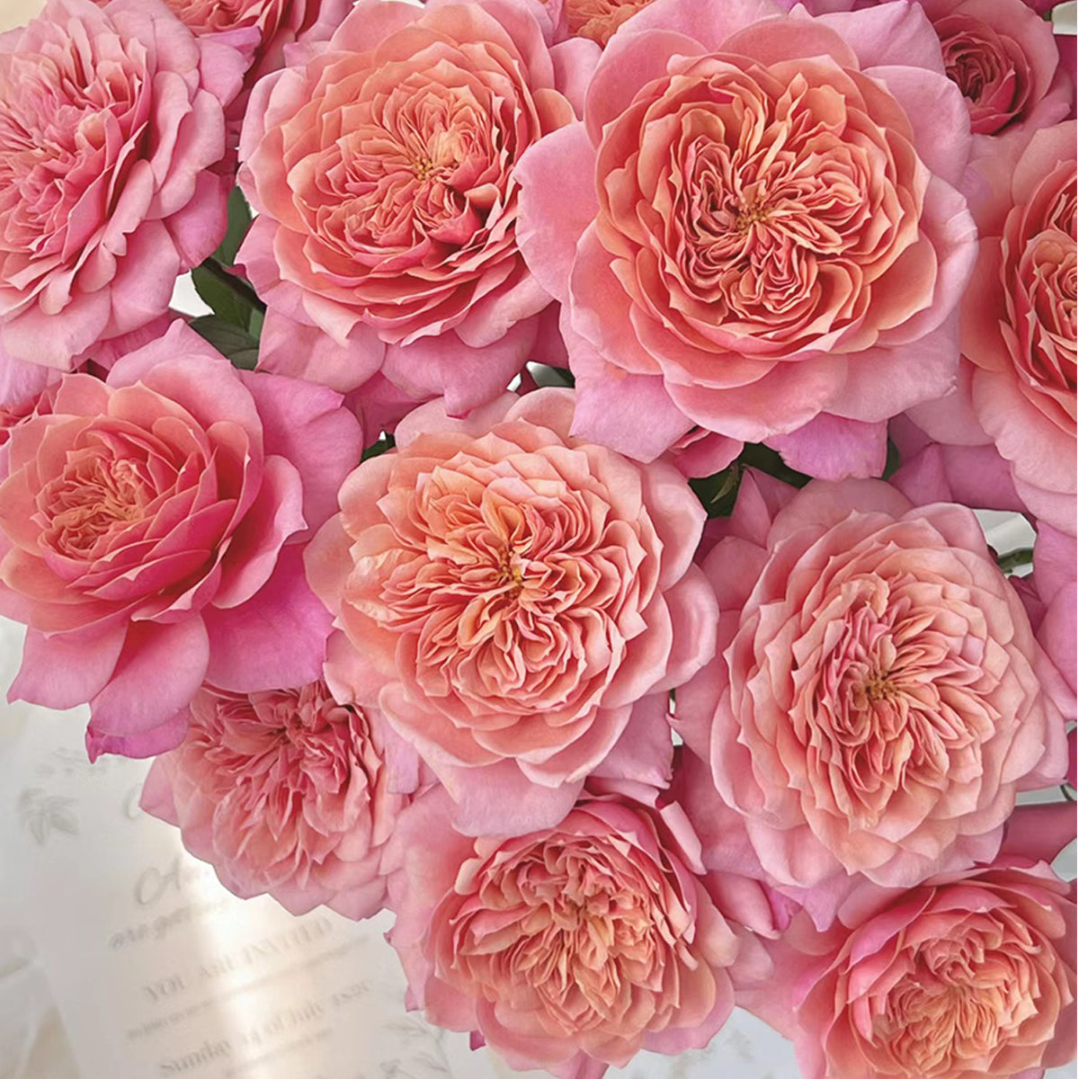 Vibrant Orange Rose Plants Collection - Ideal for Gardening