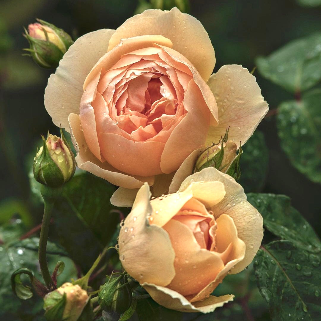 AUSjo English Garden Shrub Rose