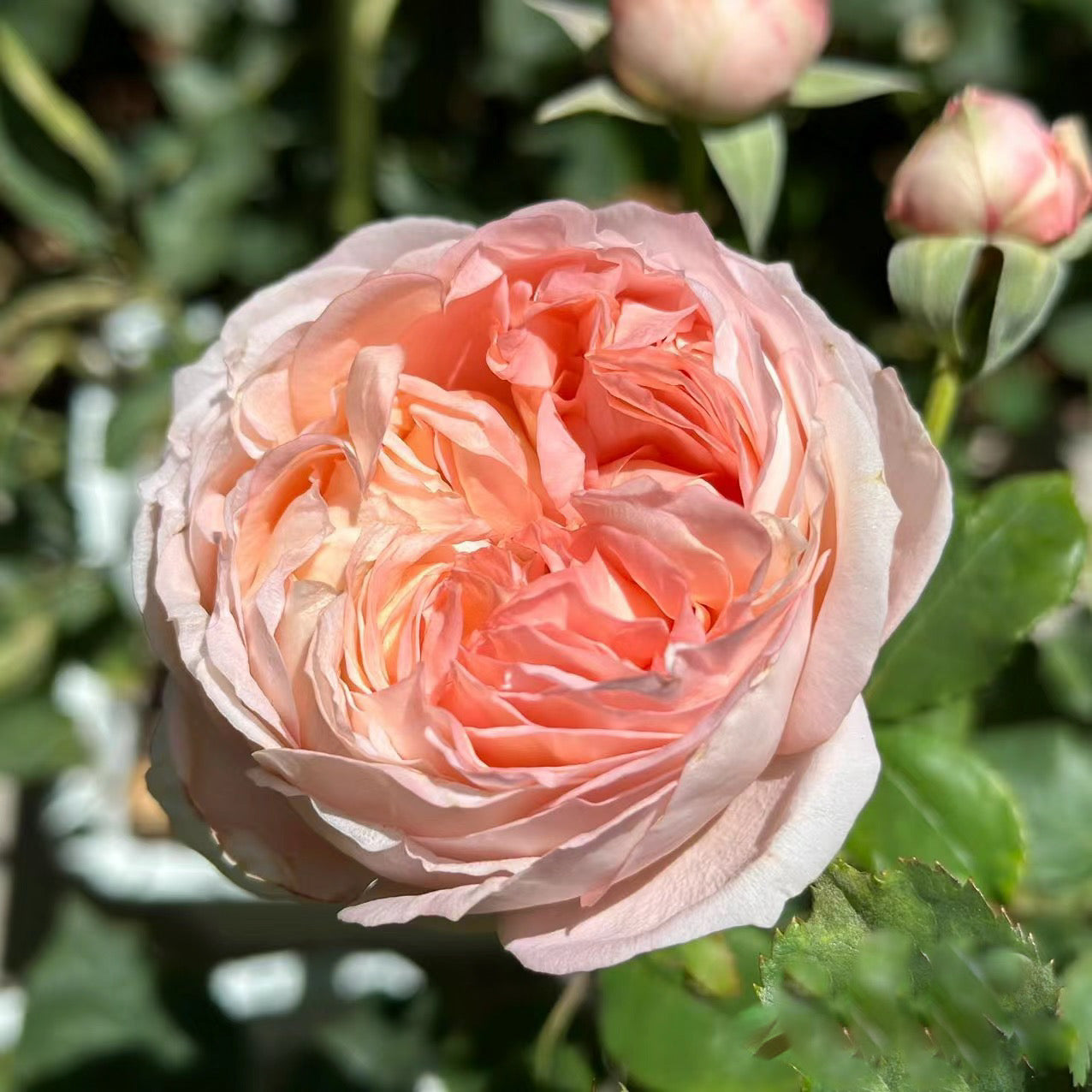 Confiture Japanese Florist Shrub Rose