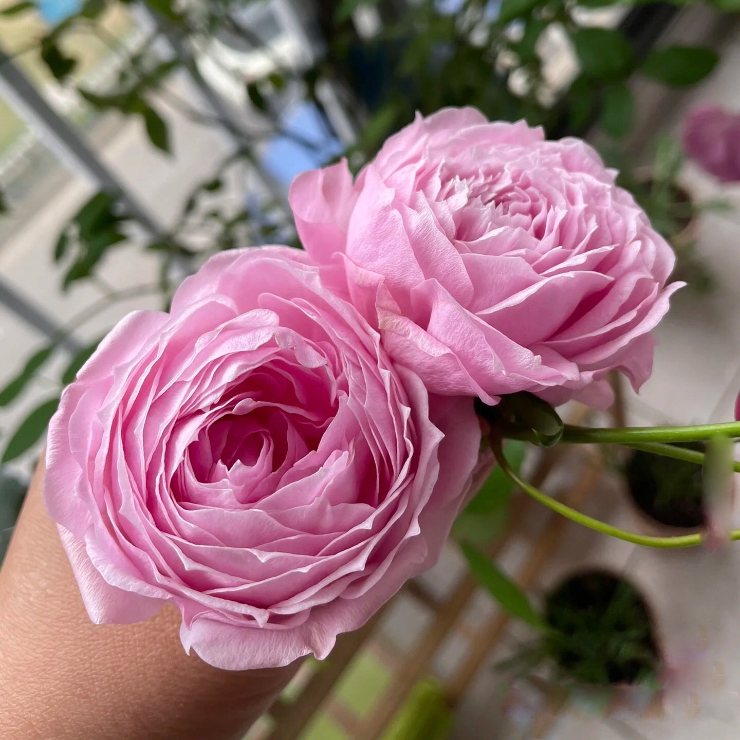 Miyako Japanese Garden Shrub Rose