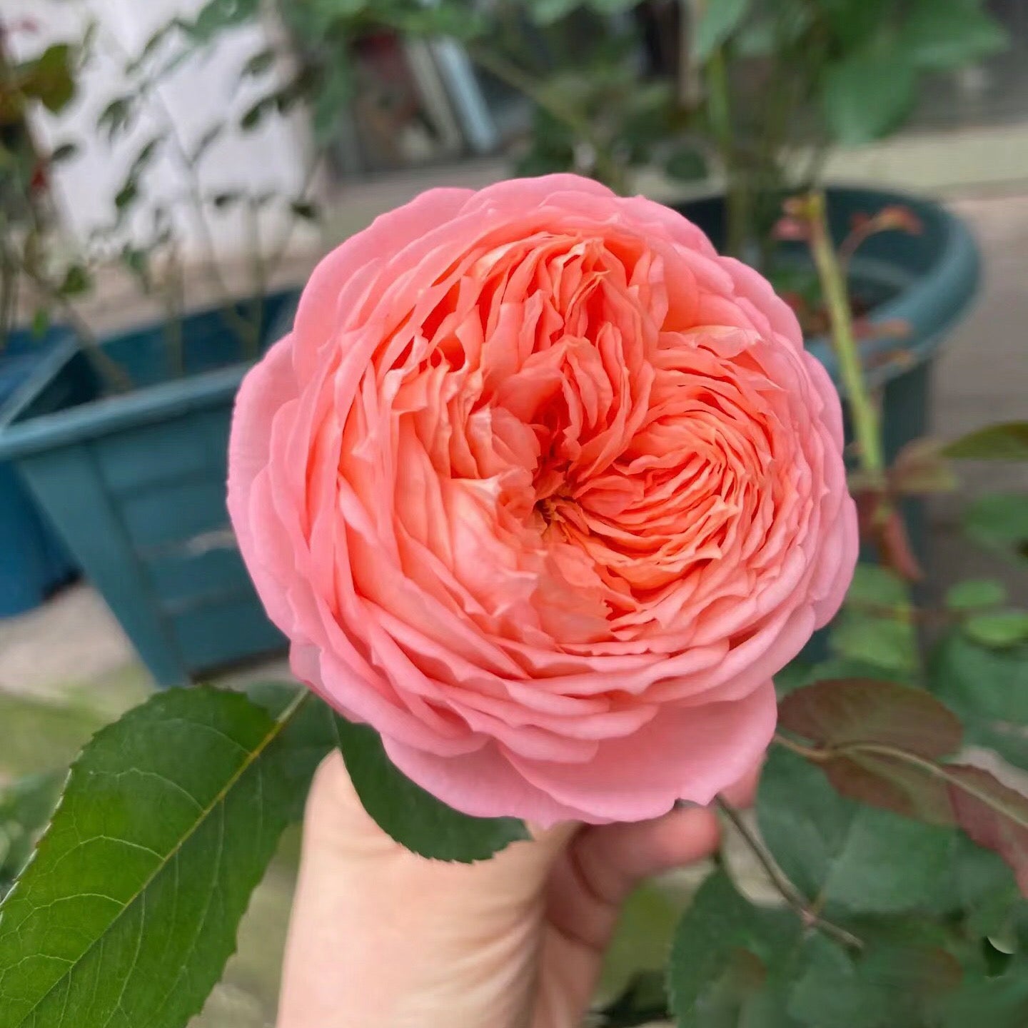Confiture Japanese Florist Shrub Rose