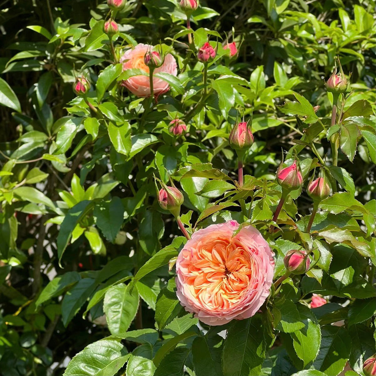French Garden Shrub Rose Inspired by Domaine de Chantilly