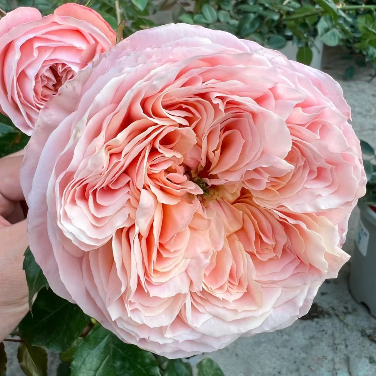 French Garden Shrub Rose Inspired by Domaine de Chantilly