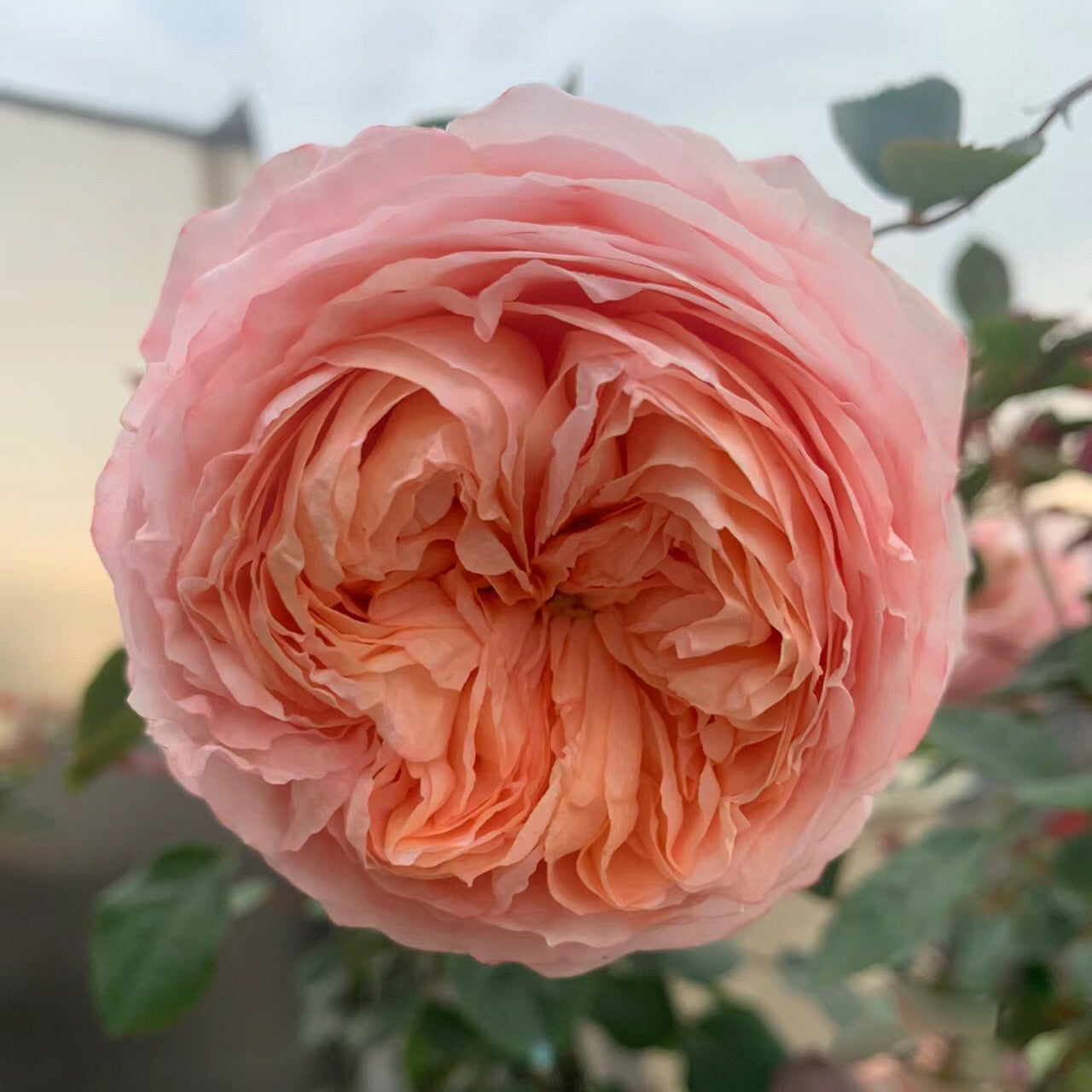 Confiture Japanese Florist Shrub Rose