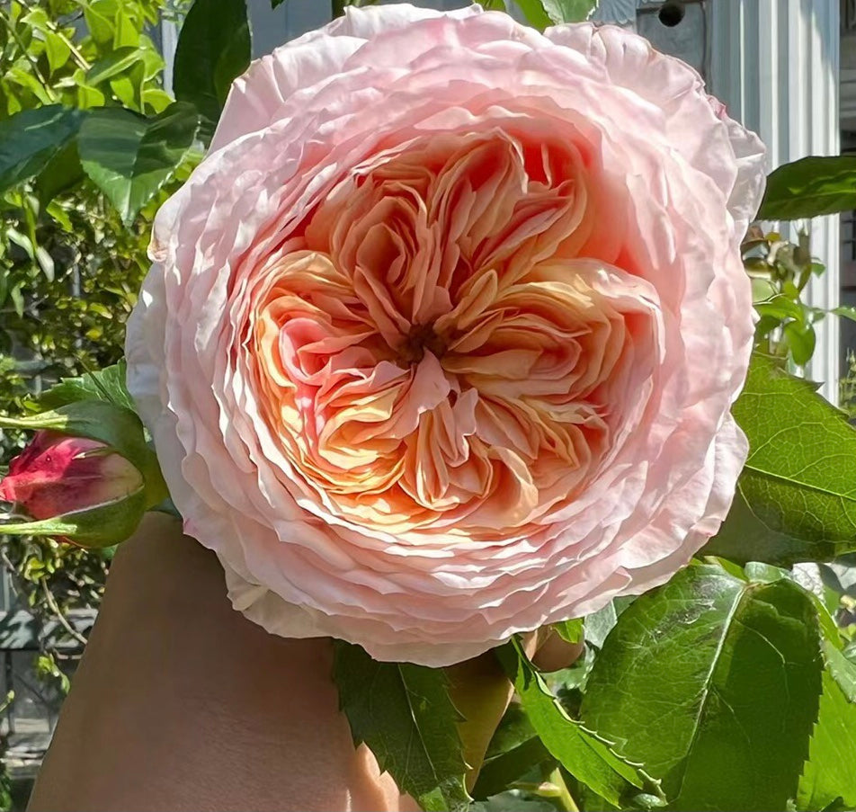 French Garden Shrub Rose Inspired by Domaine de Chantilly