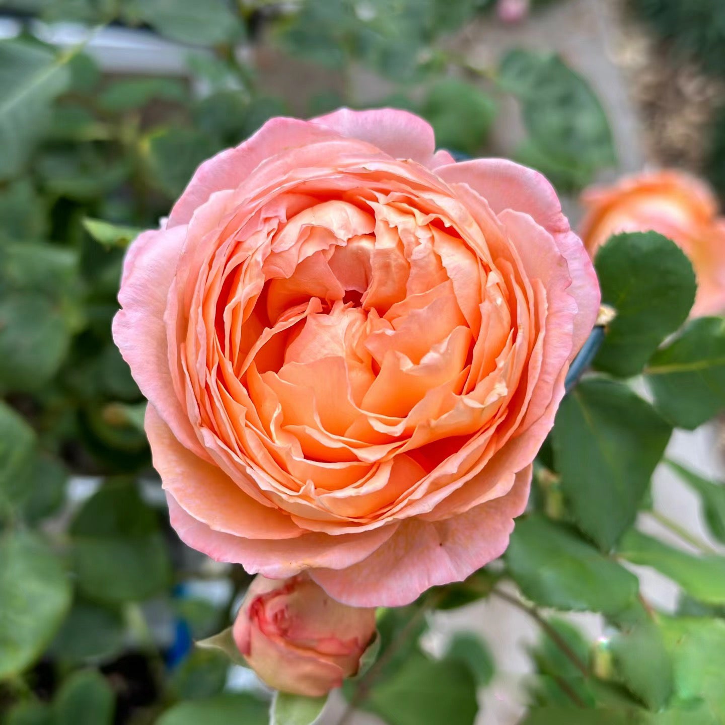 Confiture Japanese Florist Shrub Rose