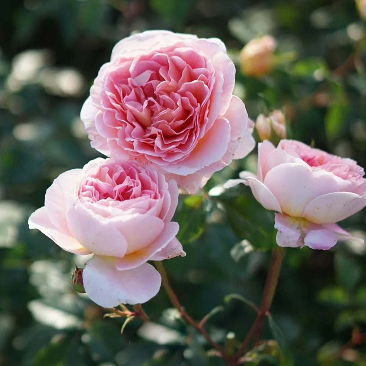 AUScot Abraham Darby Rose with lemongrass aroma