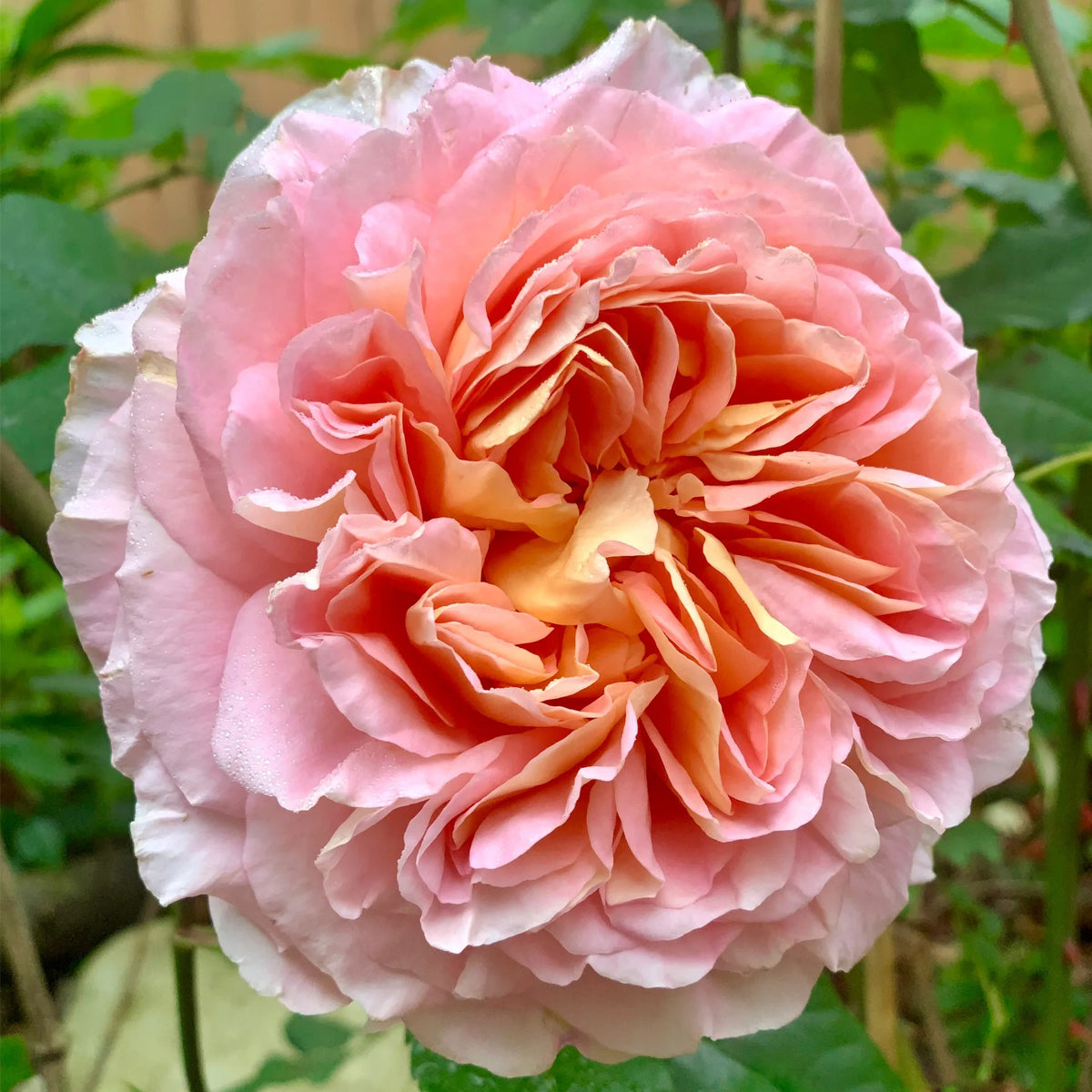 AUScot Abraham Darby Rose with lemongrass aroma