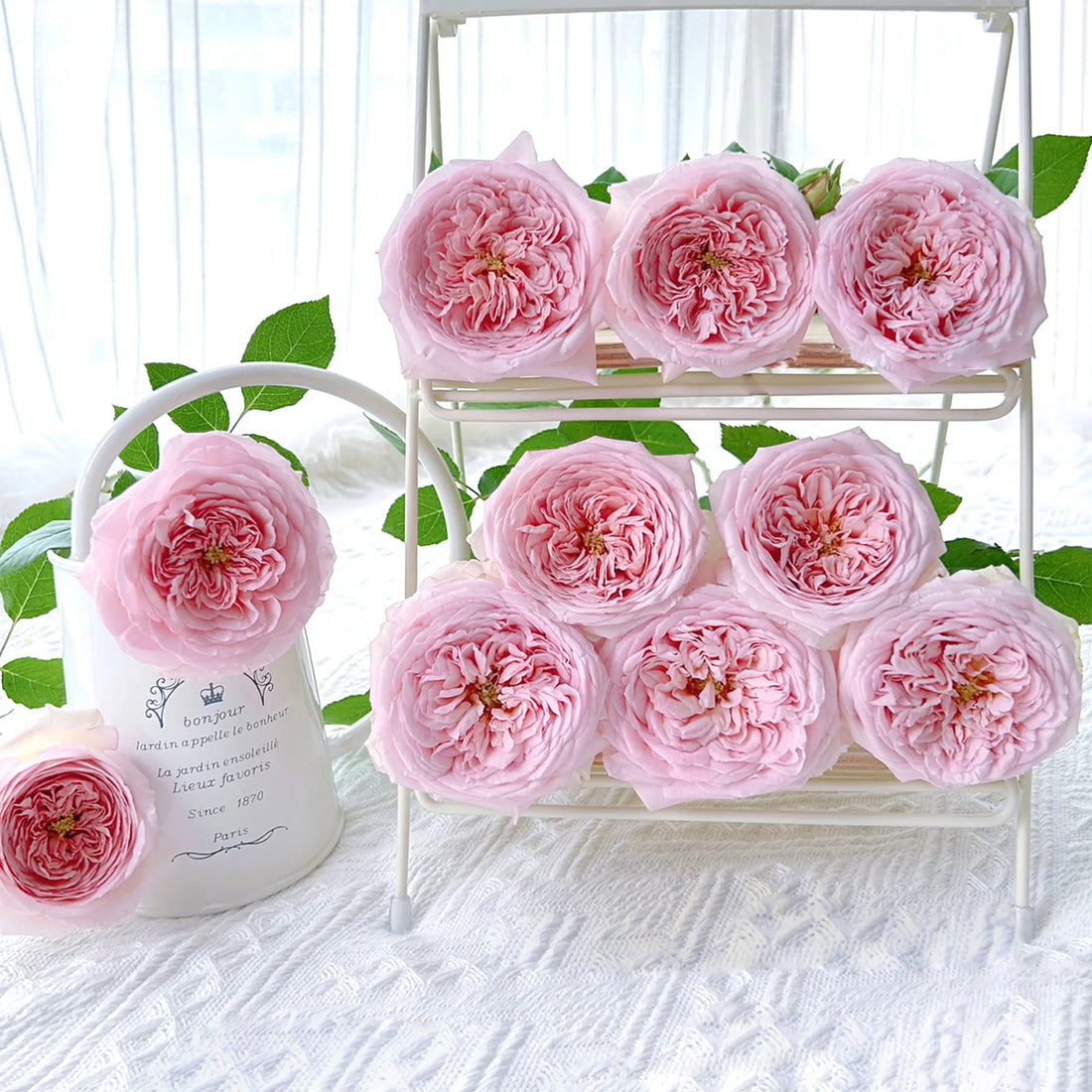AUScot Abraham Darby Rose with lemongrass aroma
