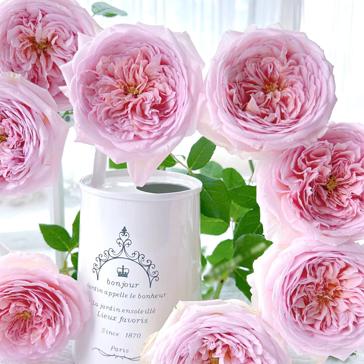 AUScot Abraham Darby Rose with lemongrass aroma