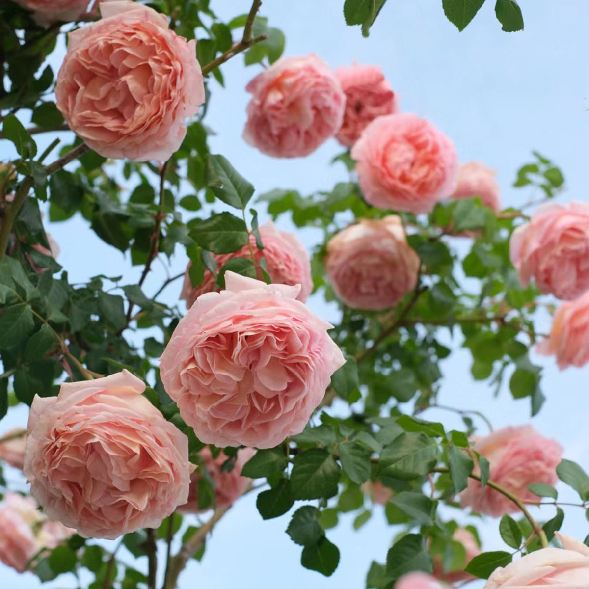 AUScot Abraham Darby Rose with lemongrass aroma