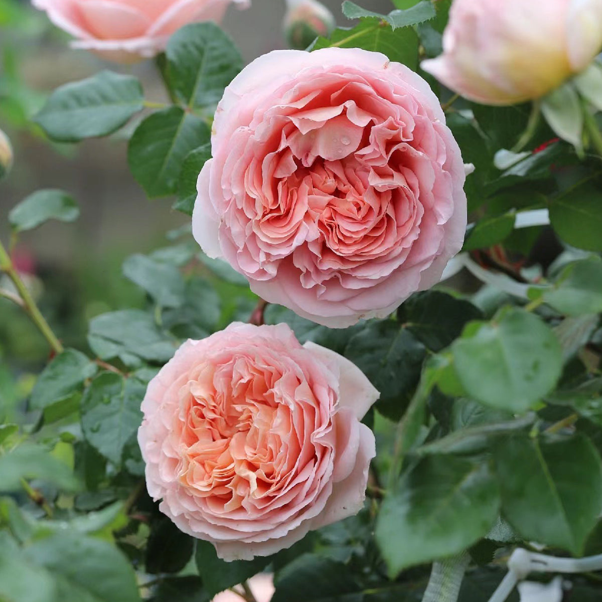 AUScot Abraham Darby Rose with lemongrass aroma