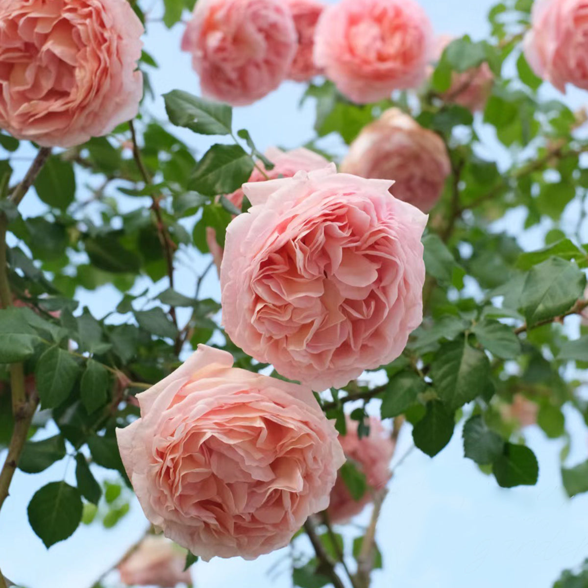 AUScot Abraham Darby Rose with lemongrass aroma