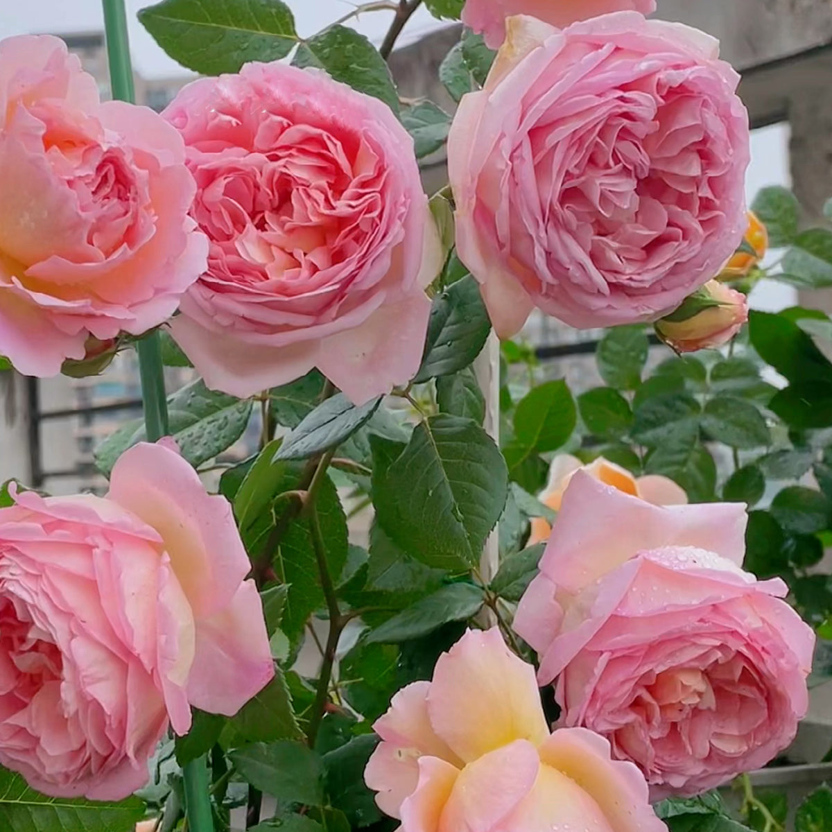 AUScot Abraham Darby Rose with lemongrass aroma