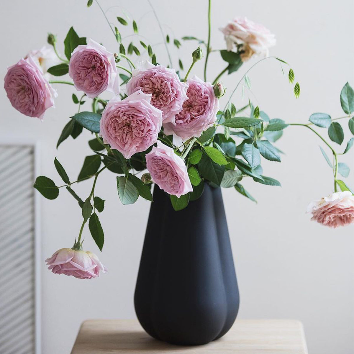 AUScot Abraham Darby Rose with lemongrass aroma