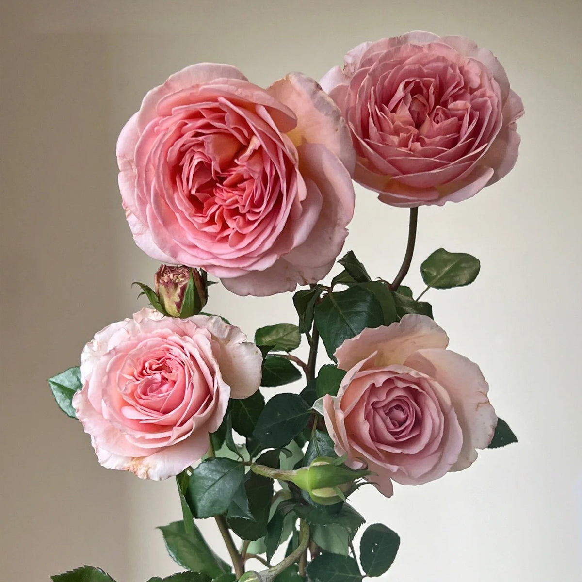 AUScot Abraham Darby Rose with lemongrass aroma