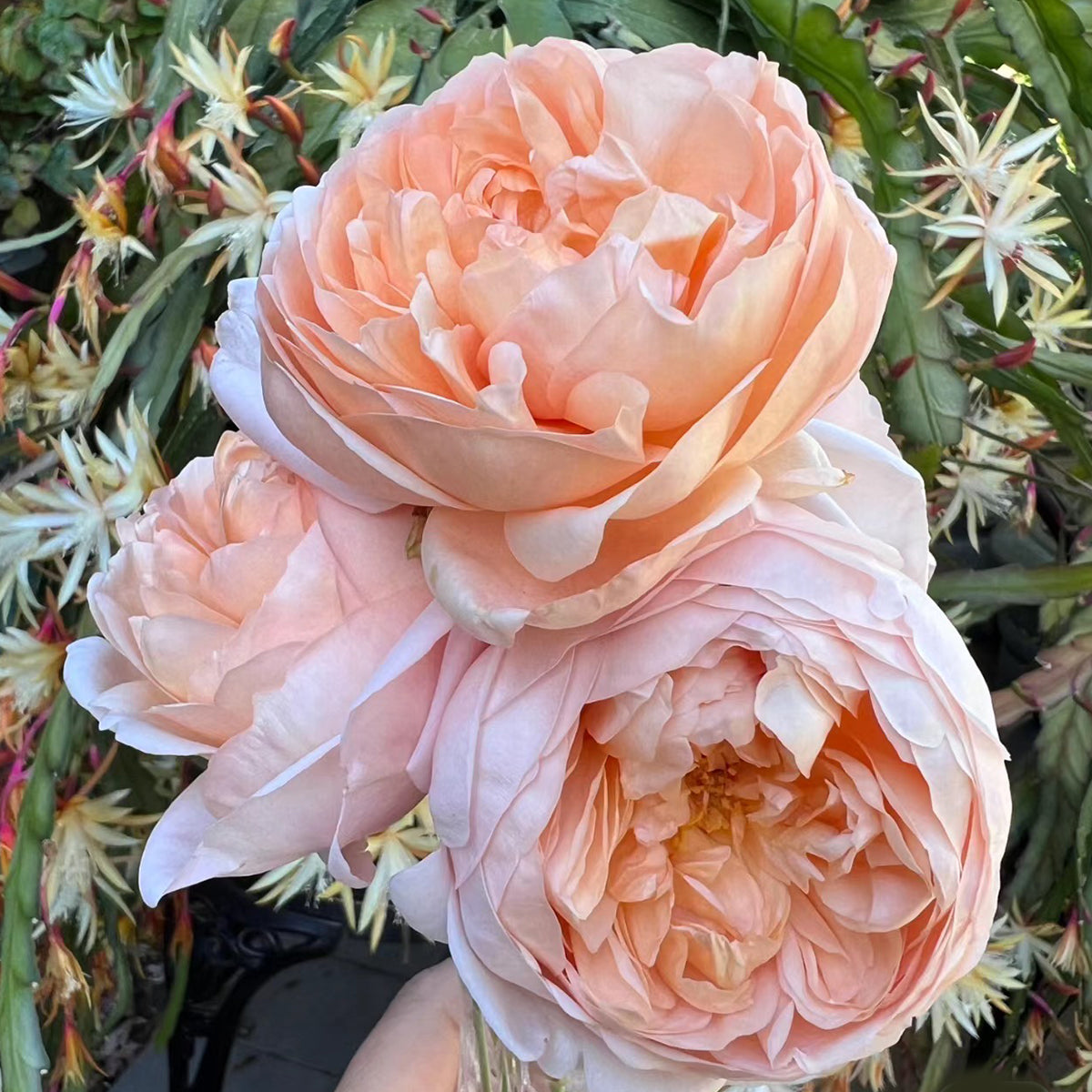 AUSwonder English Garden Shrub Rose