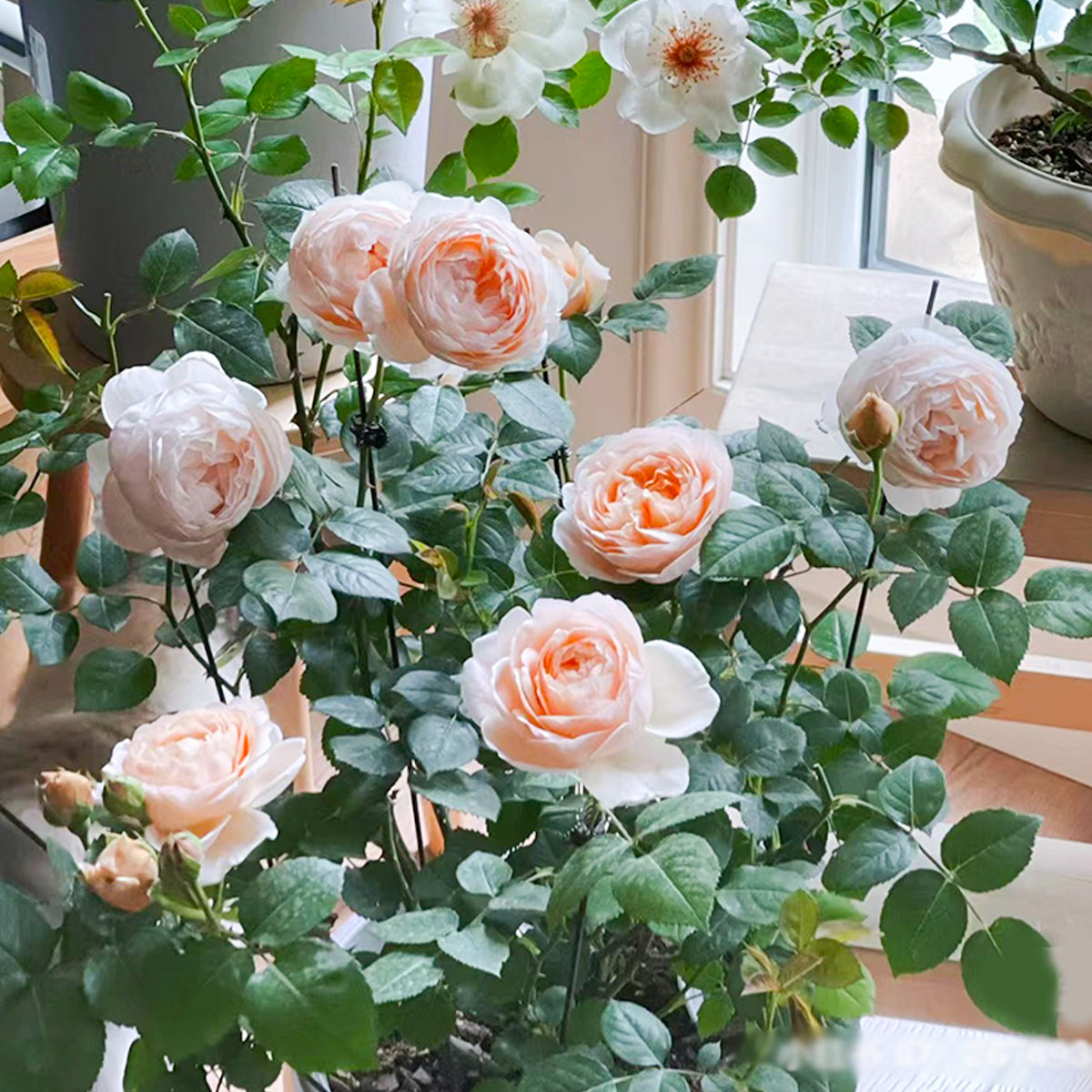 AUSwonder English Garden Shrub Rose