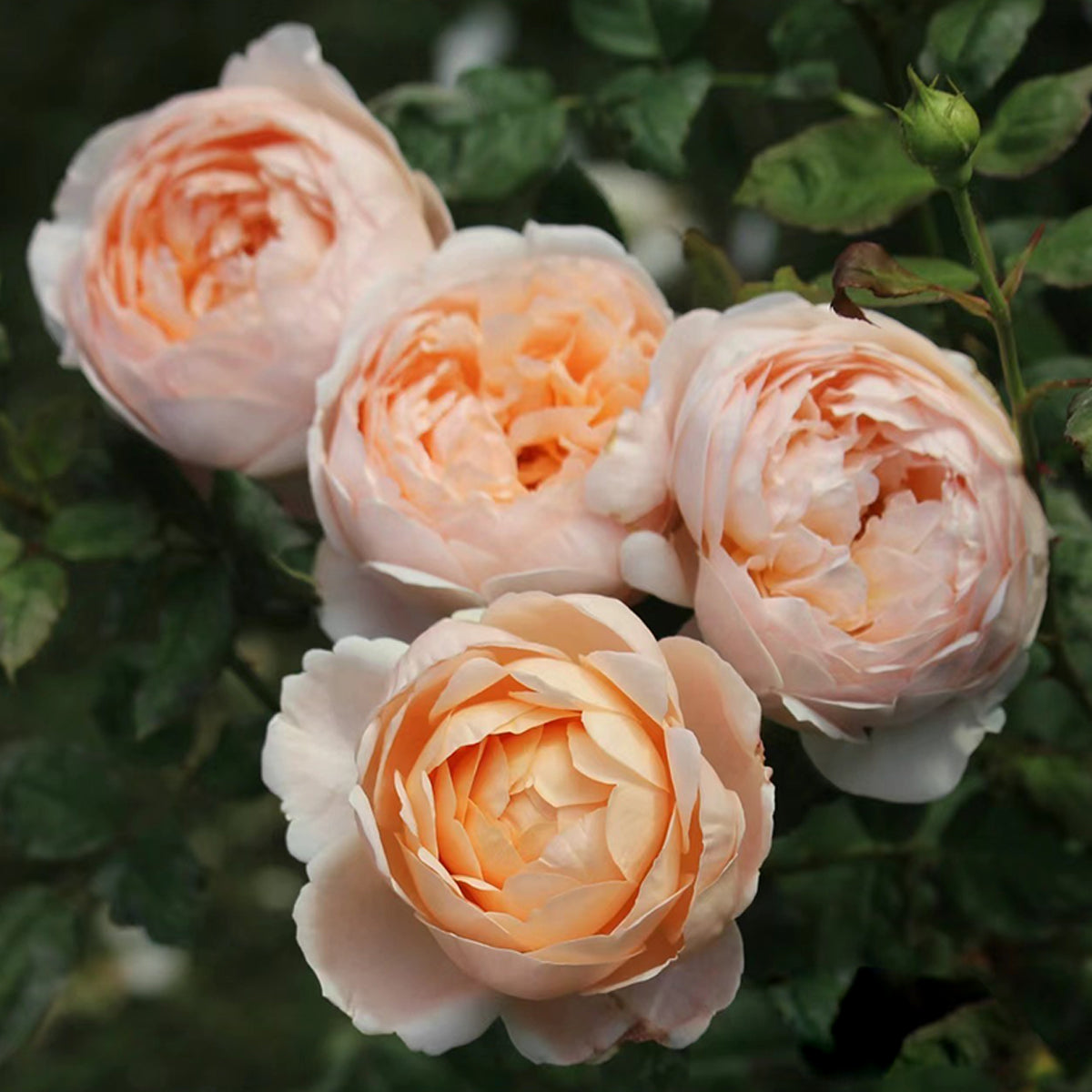 AUSwonder English Garden Shrub Rose