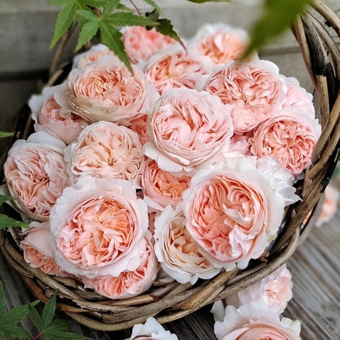 AUSwonder English Garden Shrub Rose