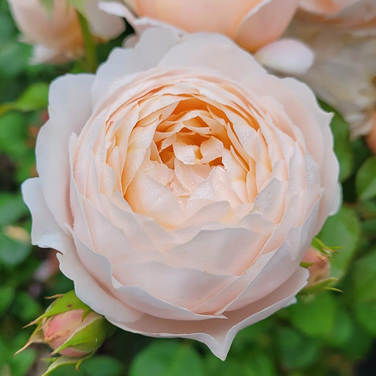 AUSwonder English Garden Shrub Rose