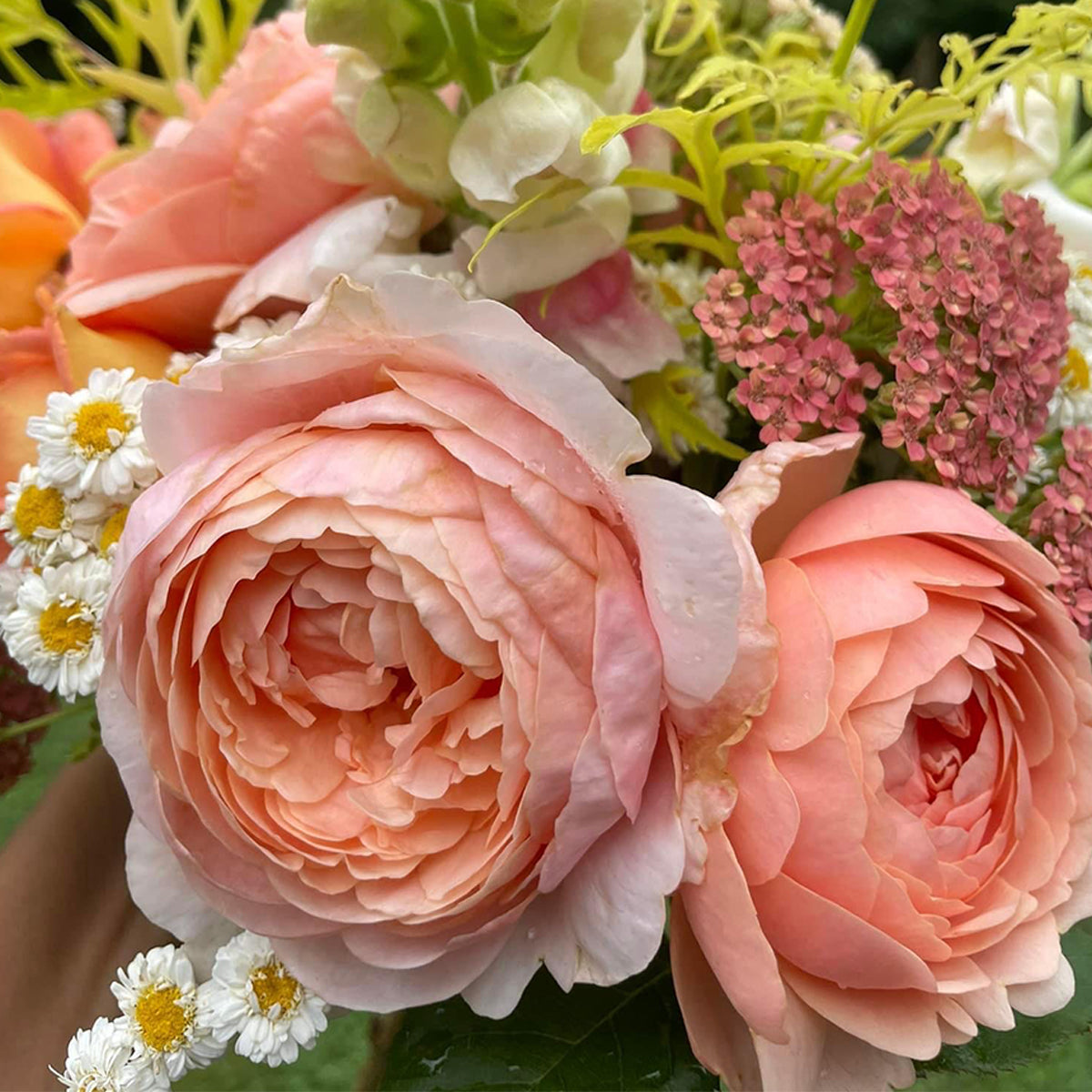 AUSwonder English Garden Shrub Rose
