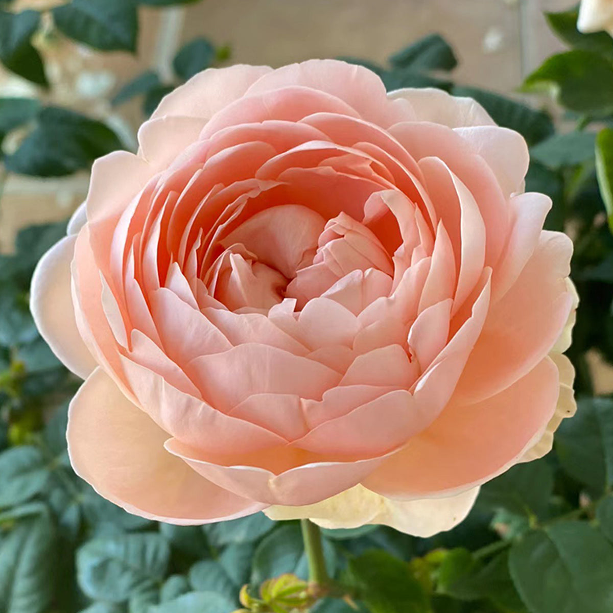 AUSwonder English Garden Shrub Rose