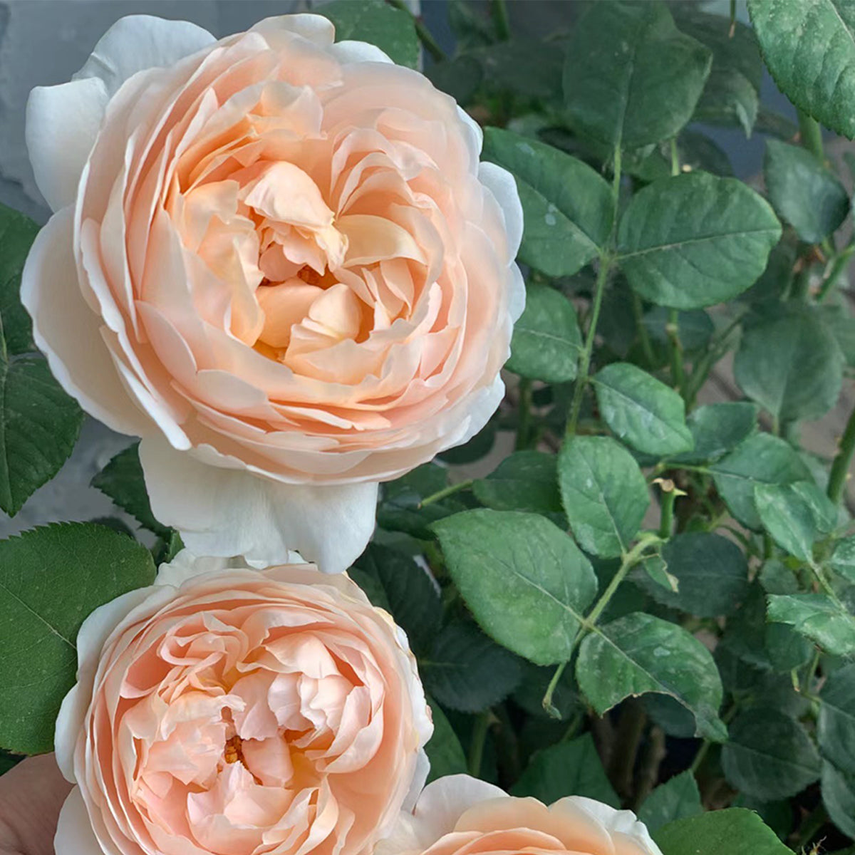 AUSwonder English Garden Shrub Rose