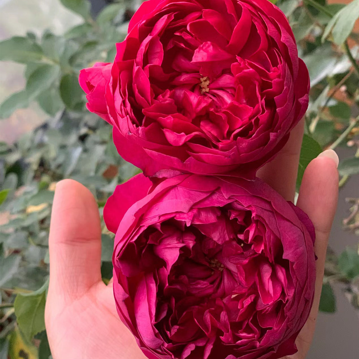 Autumn Rouge Japanese Florist Shrub Rose