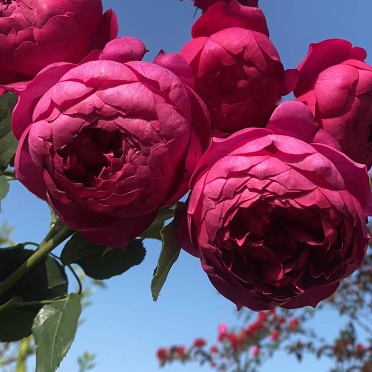 Autumn Rouge Japanese Florist Shrub Rose