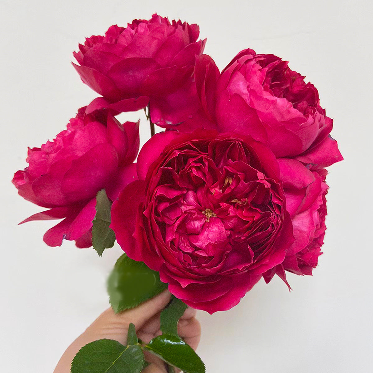 Autumn Rouge Japanese Florist Shrub Rose