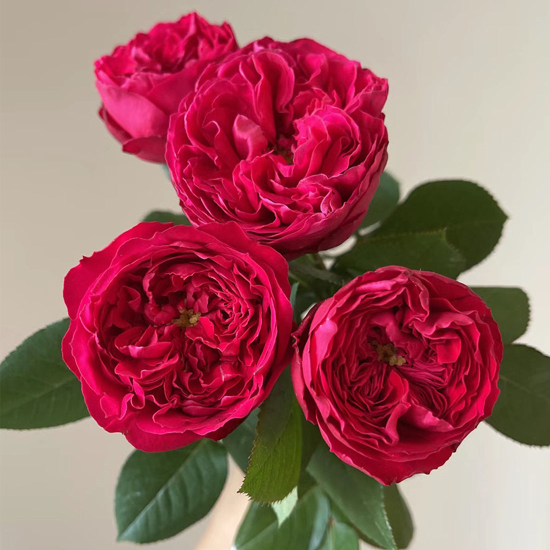 Autumn Rouge Japanese Florist Shrub Rose