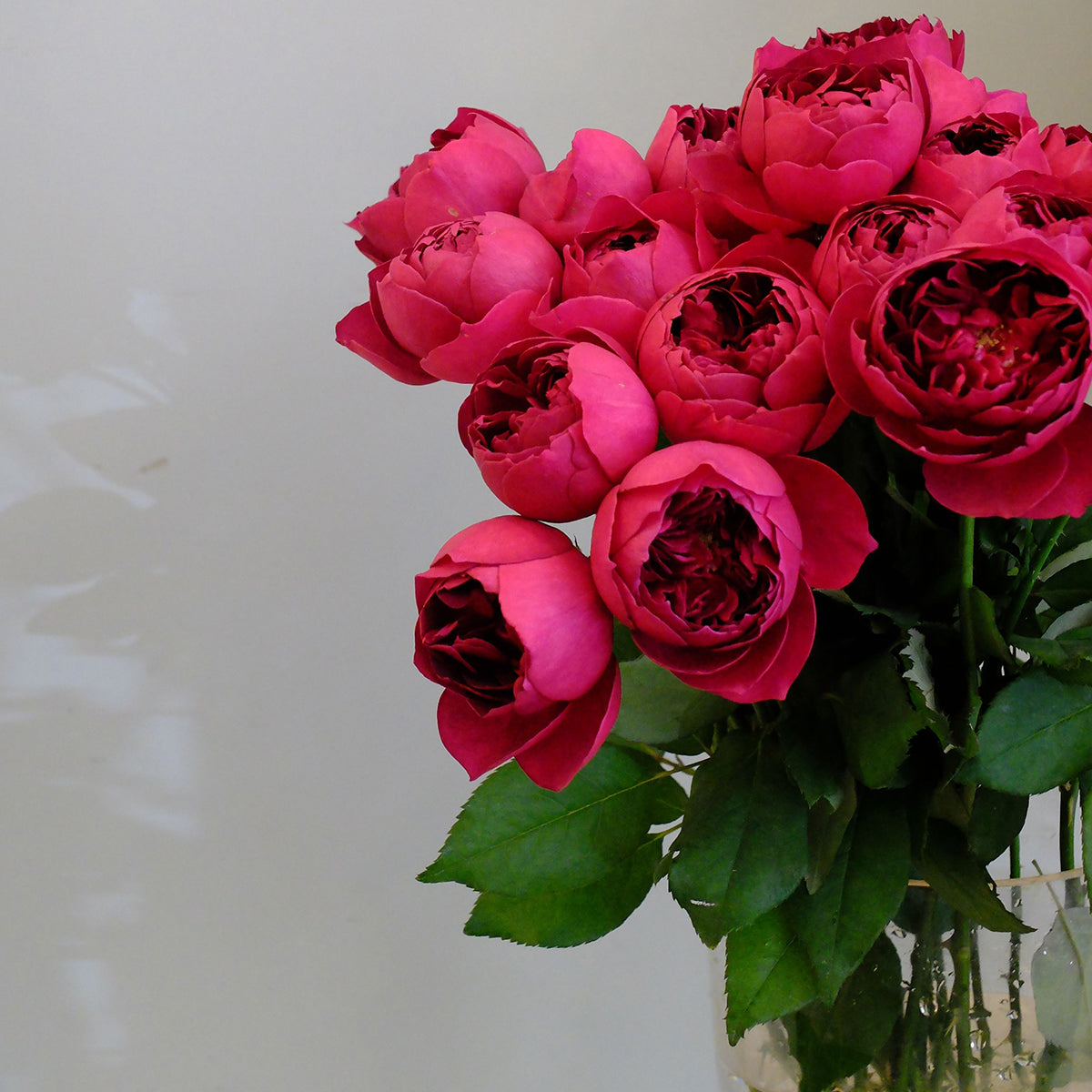 Autumn Rouge Japanese Florist Shrub Rose