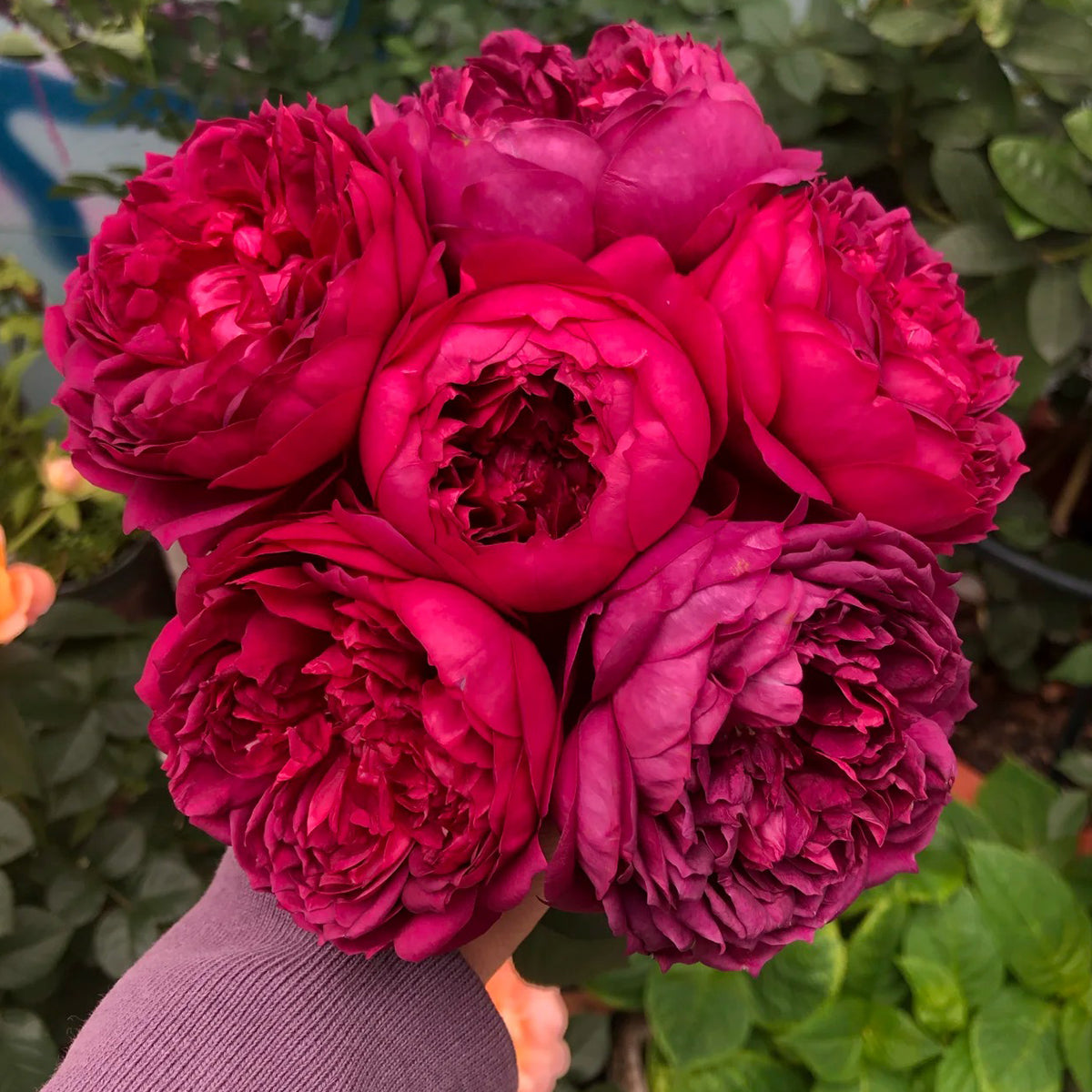 Autumn Rouge Japanese Florist Shrub Rose