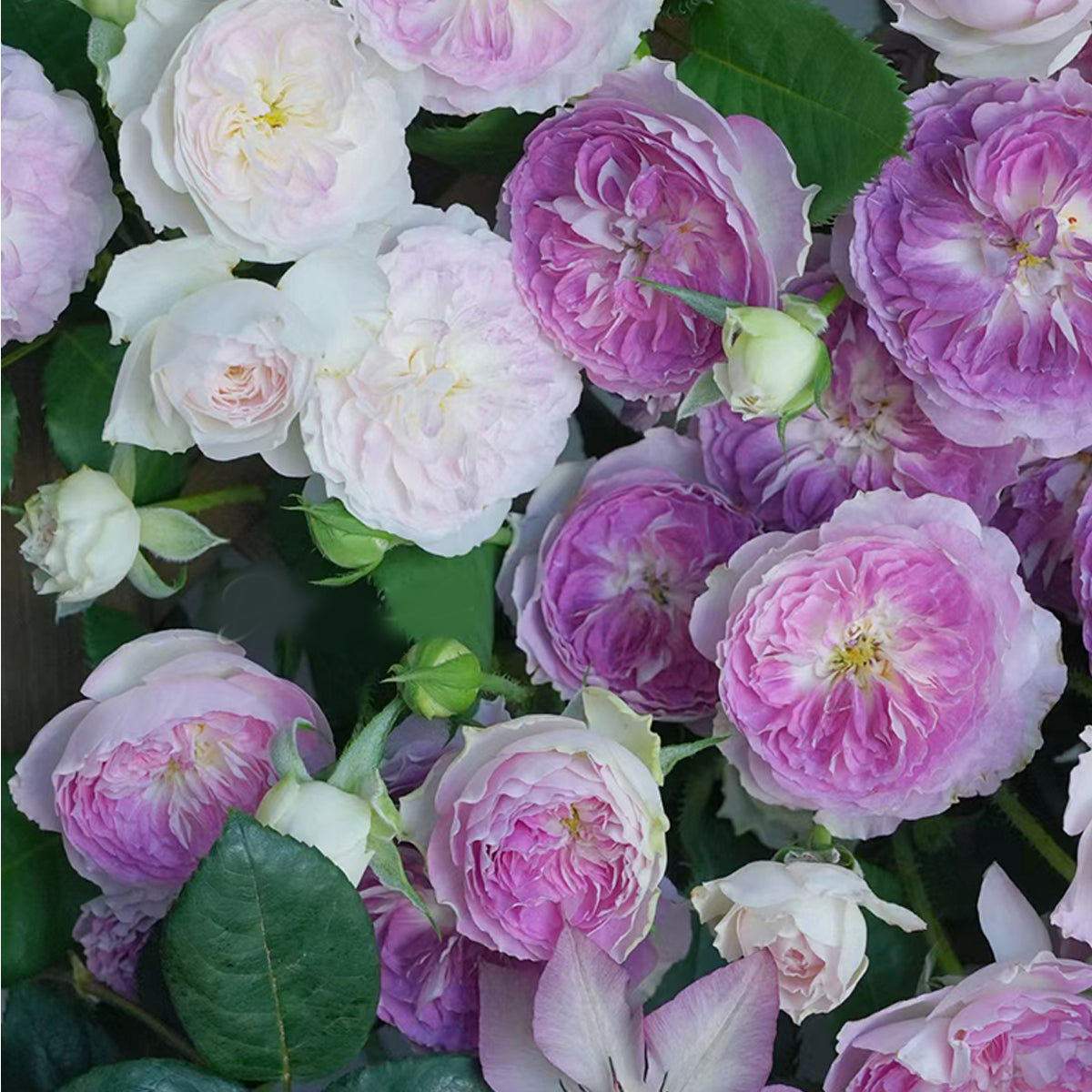 Blue Moon Stone Japanese Garden Shrub Rose
