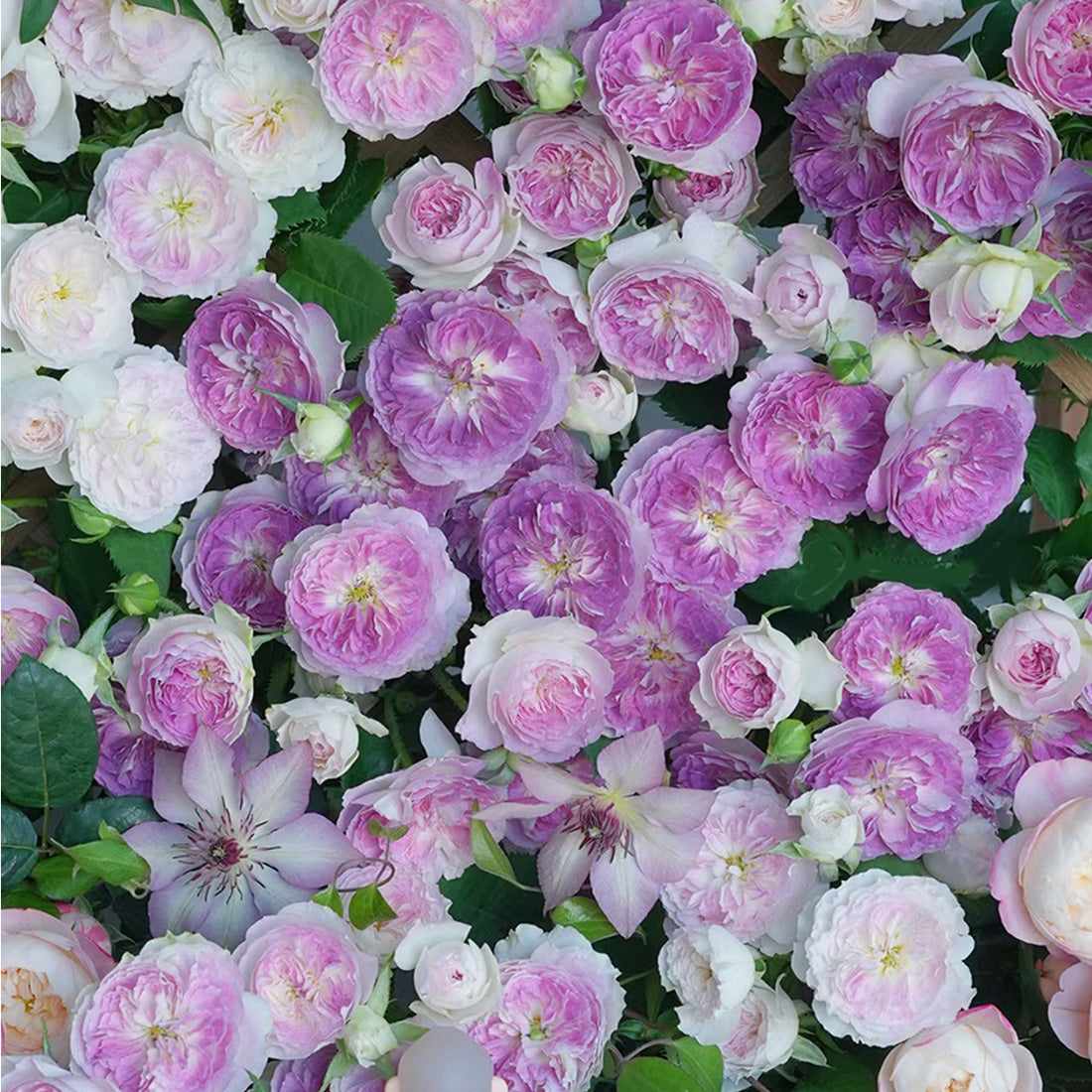 Blue Moon Stone Japanese Garden Shrub Rose