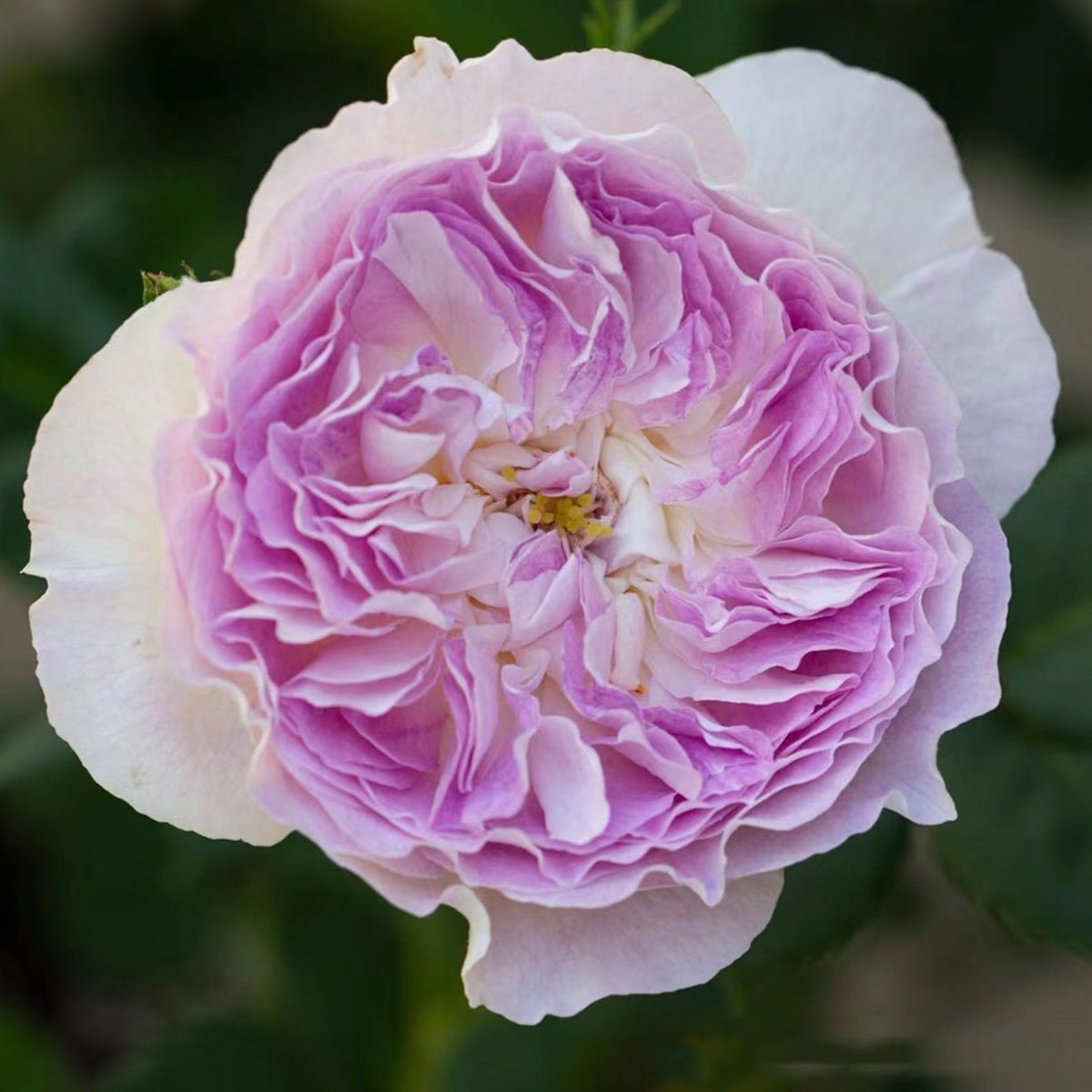 Blue Moon Stone Japanese Garden Shrub Rose