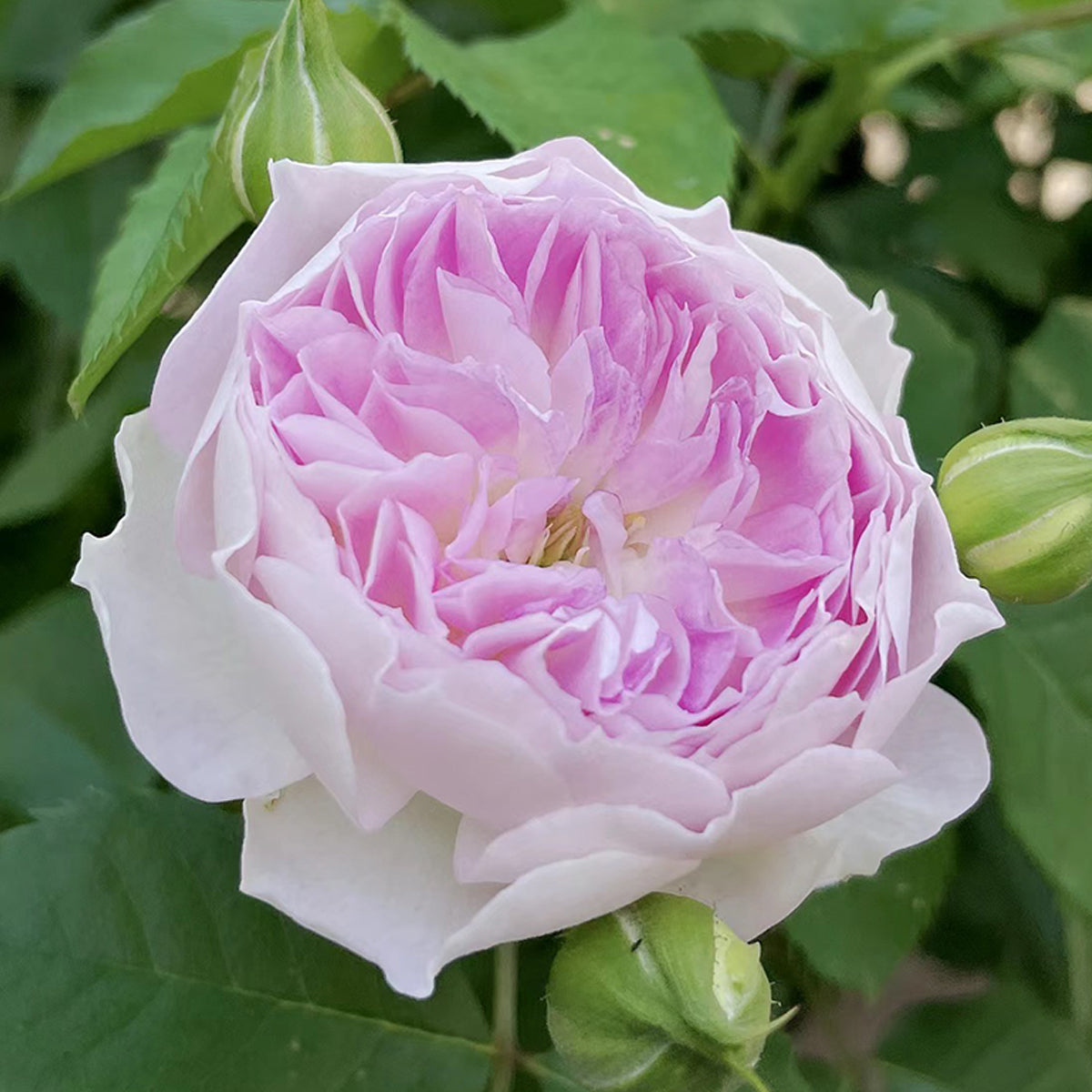Blue Moon Stone Japanese Garden Shrub Rose