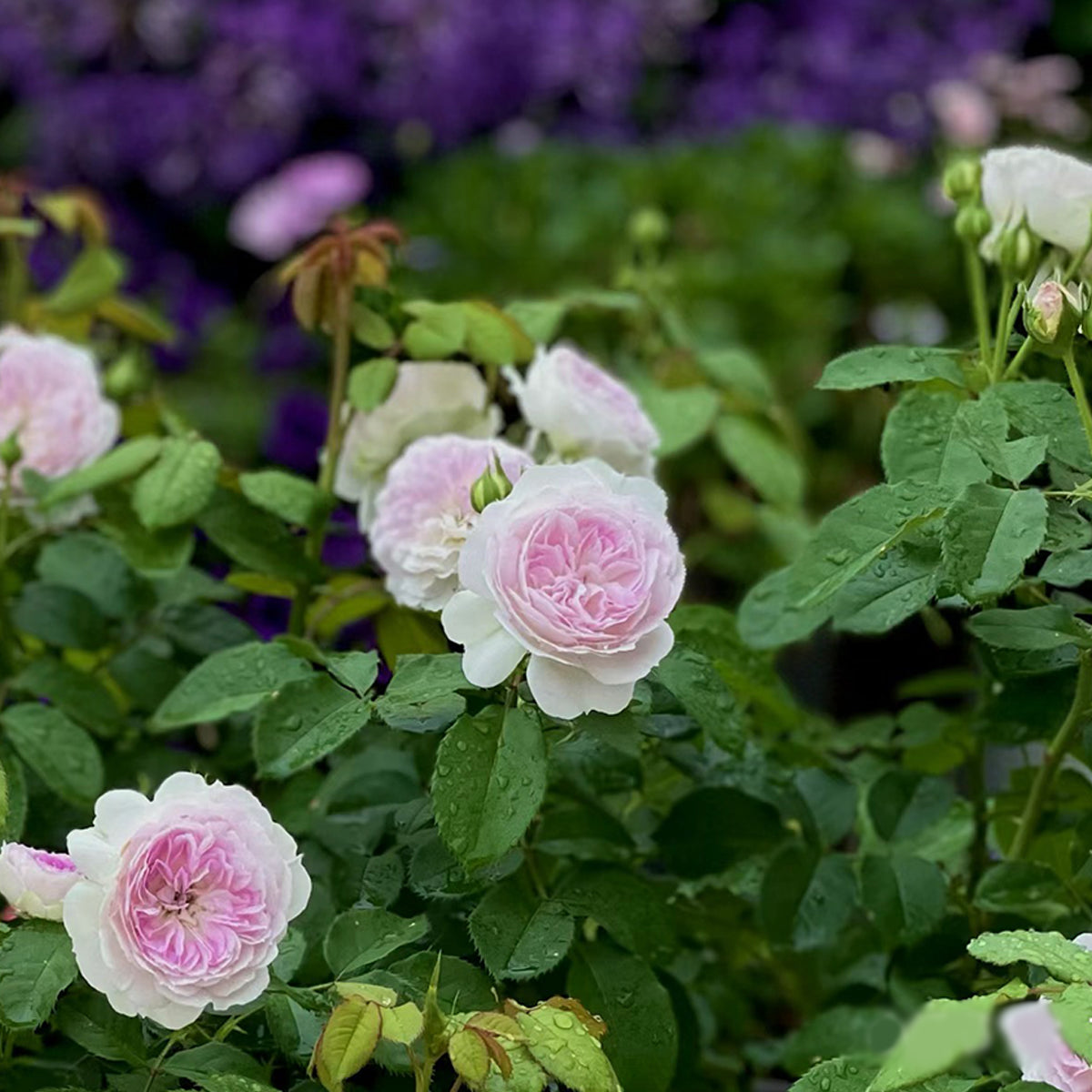 Blue Moon Stone Japanese Garden Shrub Rose
