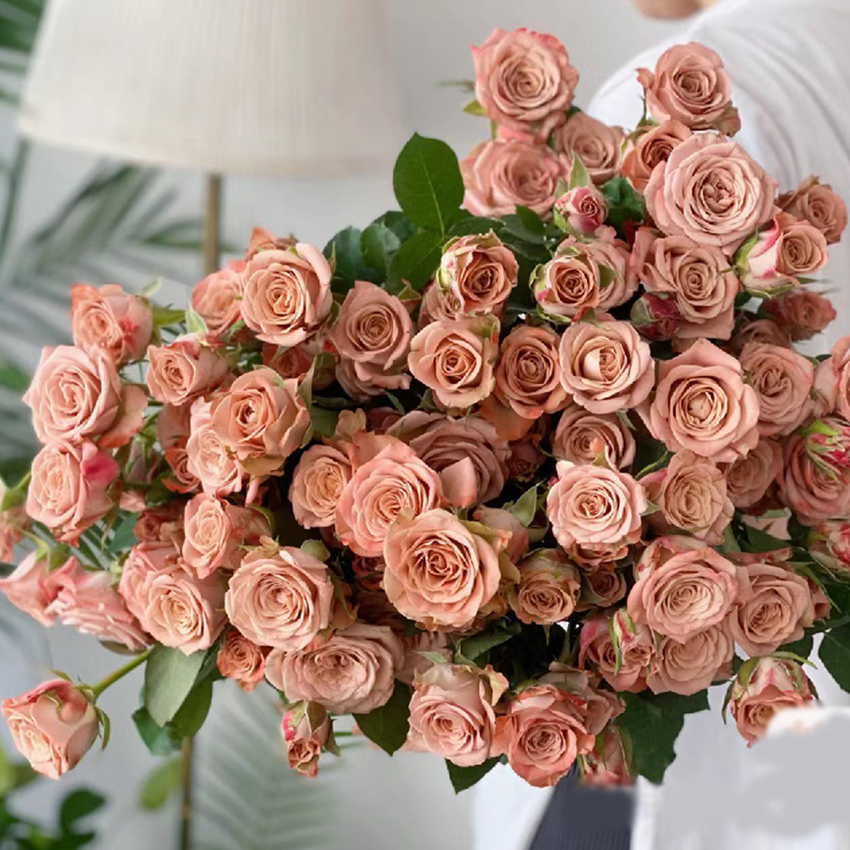 German Florist Shrub Rose Inspired by Cappuccino