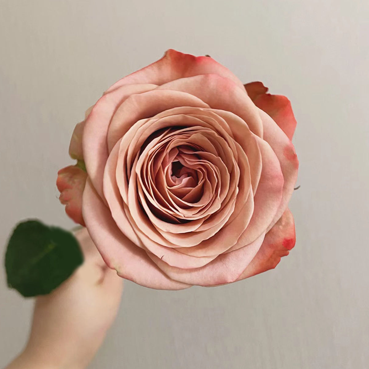 German Florist Shrub Rose Inspired by Cappuccino
