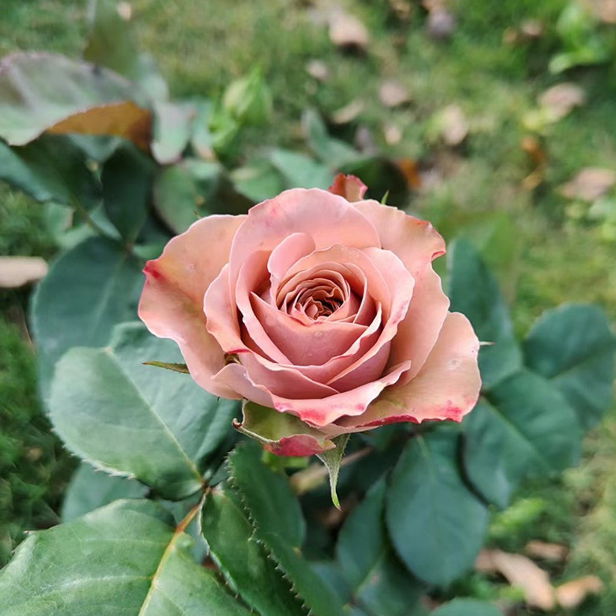 German Florist Shrub Rose Inspired by Cappuccino