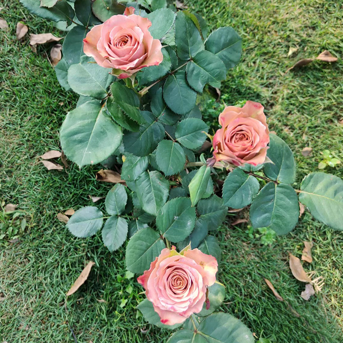 German Florist Shrub Rose Inspired by Cappuccino