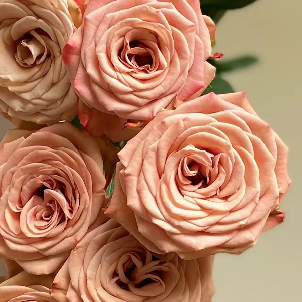 German Florist Shrub Rose Inspired by Cappuccino