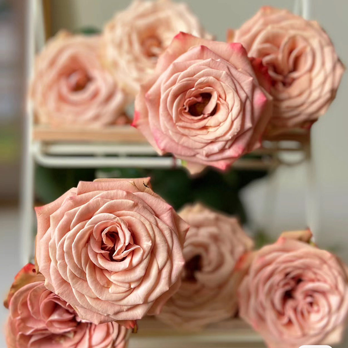 German Florist Shrub Rose Inspired by Cappuccino