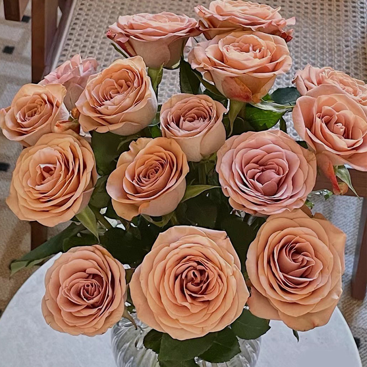 German Florist Shrub Rose Inspired by Cappuccino
