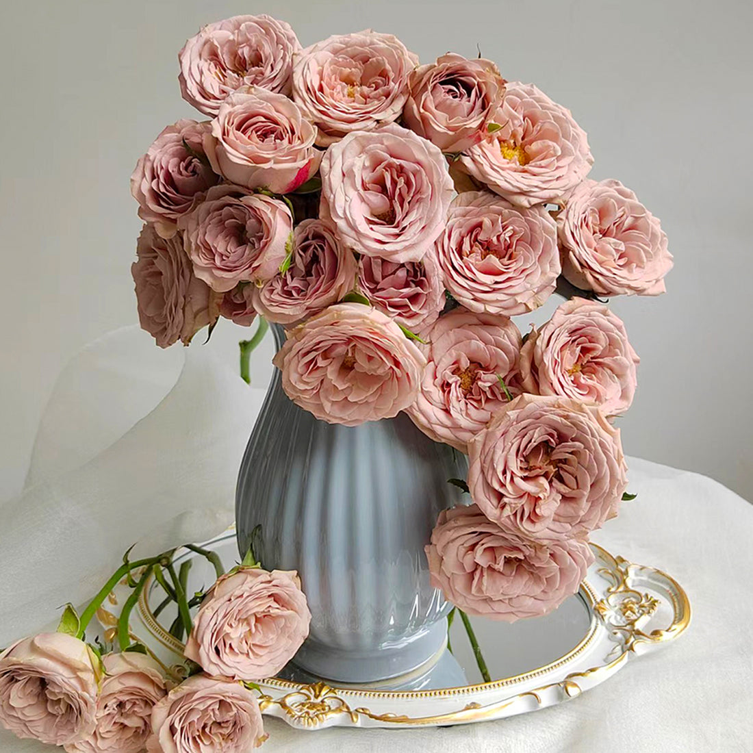 German Florist Shrub Rose Inspired by Cappuccino
