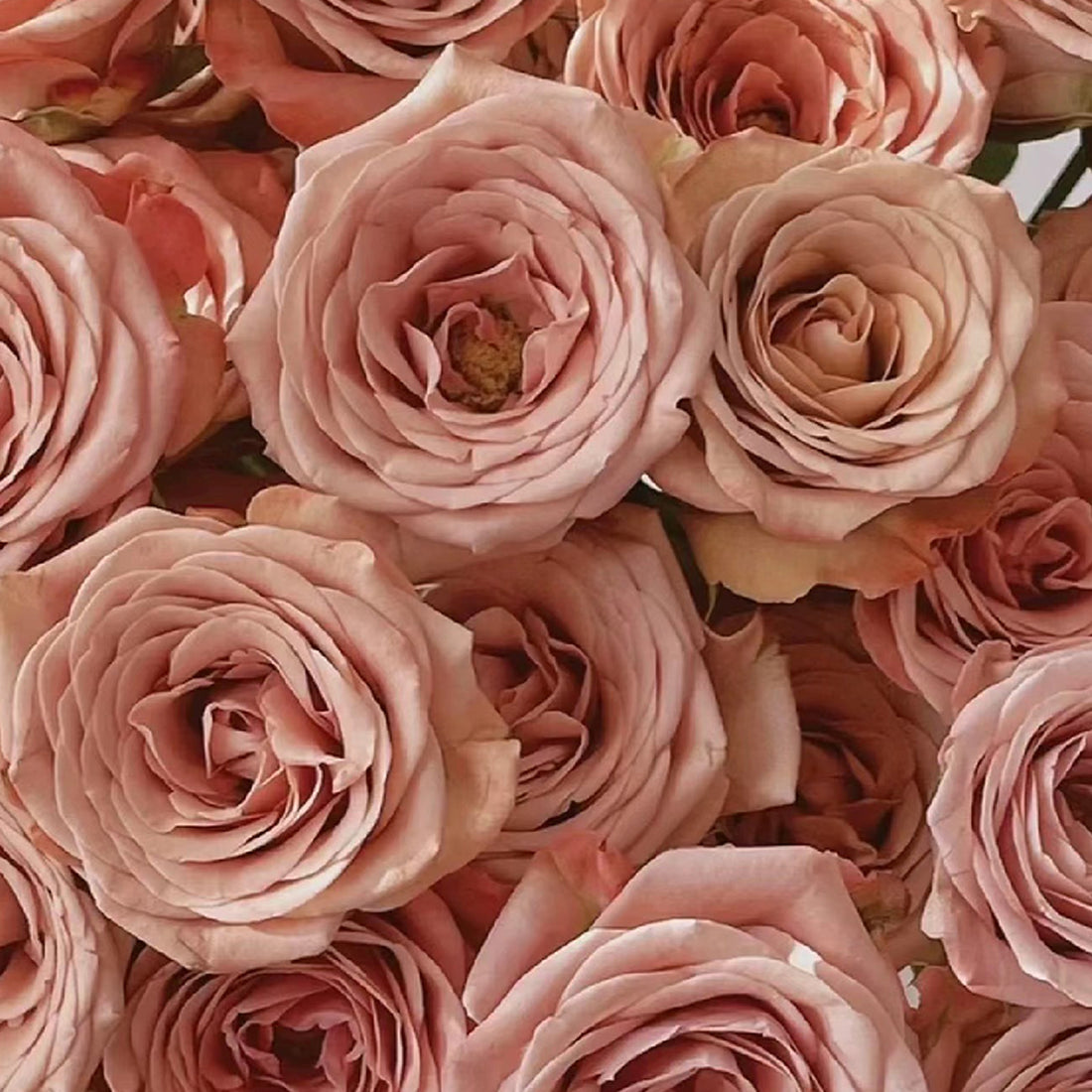 German Florist Shrub Rose Inspired by Cappuccino